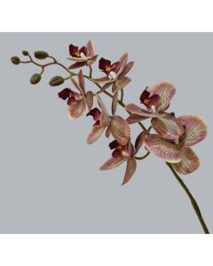 ORQUIDEA PHALAENOPSISX1 C/105cm 2137300000541