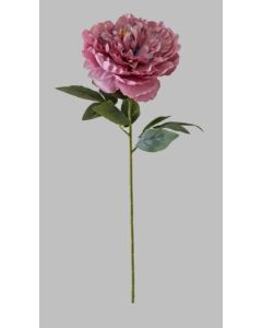 HASTE PEONIA 2175300000093