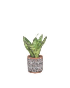 PLANTA ARTIFICIAL SANSEVIERIA 43488