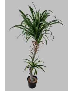 PLANTA YUCCA X 2 1370900000202