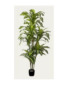 DRACENA 150CM 2360900000004