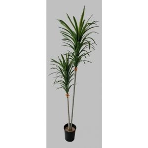 PLANTA YCCA X2 C/158CM 1371000000208