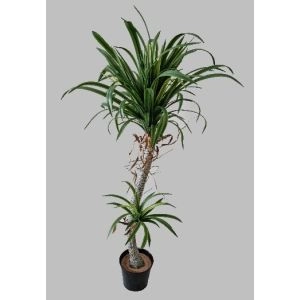 PLANTA YUCCA X 2 1370900000202