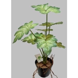 PLANTA PHILODENDRON 2137500001201