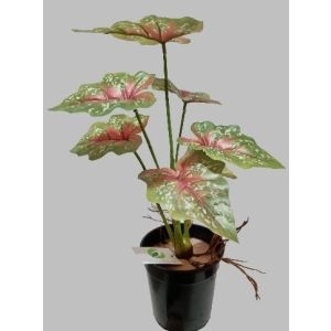 PLANTA CALADIUM 2137600001231