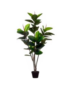 PLANTA 43383 RUBBER TREE 57 LVS 15