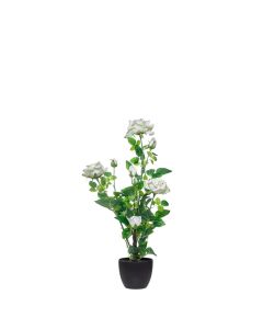 PLANTA 43391 VELVET ROSE TREE 71C