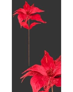 HASTE POINSETIA N1700901560