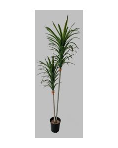 PLANTA YCCA X2 C/158CM 1371000000208