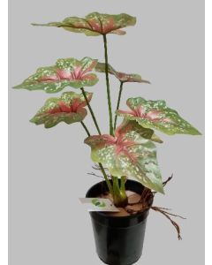 PLANTA CALADIUM 2137600001231