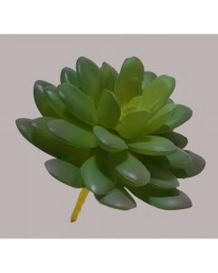 SUCULENTO ECHEVERIA 2340200000249