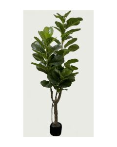 PLANTA FIDDER 150CM 2361400000006